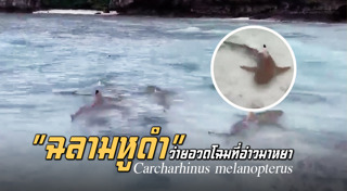 อ่าวมาหยา