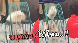 หนูแฮมสเตอร์