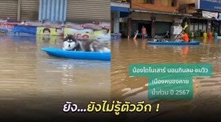 ไซบีเรียน ฮัสกี้