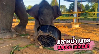 ลูกช้าง