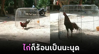 ไก่ชน