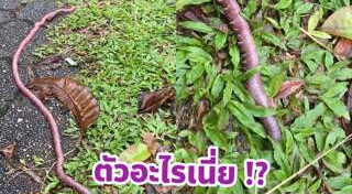 ไส้เดือน