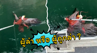 นกอินทรี