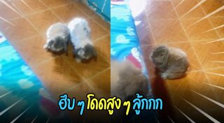 สัตว์น่ารักๆ