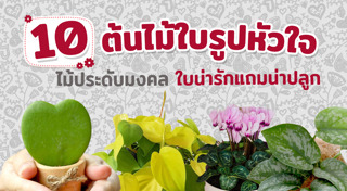 ไม้ประดับ