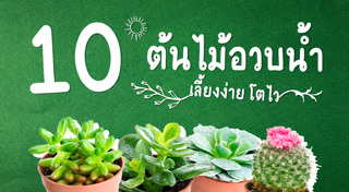 ต้นไม้ปลูกกลางแจ้ง