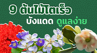 ต้นไม้จัดสวน