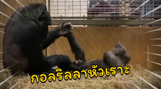 กอริลลา