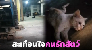 ร็อตไวเลอร์