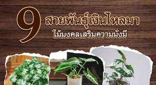 ไม้ประดับ