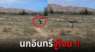 นกอินทรี