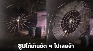 แมงมุม