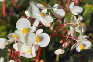 Begonia Dragon Wing