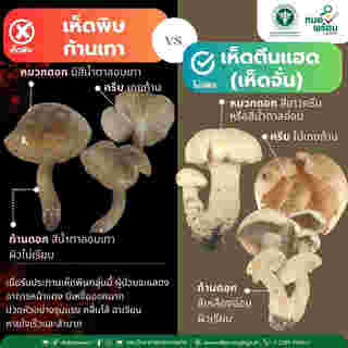 เห็ดพิษก้านเทา