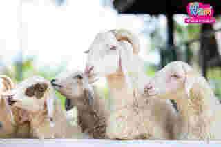 ที่เที่ยวเพชรบุรี The Field Animals Dream