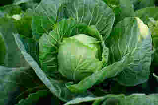 กะหล่ำปลี (Cabbage)