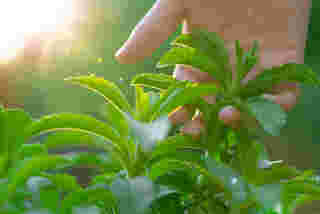 หญ้าหวาน
