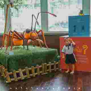 Ant Museum