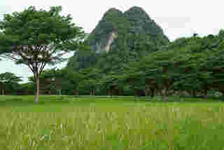 ลานจามจุรี บ่อแสน พังงา