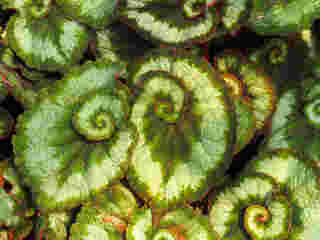 Begonia Escargot