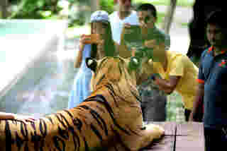 เสือ Tiger PARK
