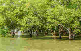 ล่องเรือชมป่าชายเลน-ป่าโกงกาง