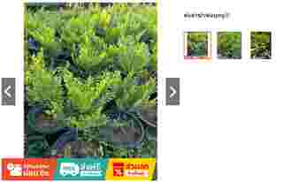 ต้นล่ำซำ ร้าน plant_in_my_garden