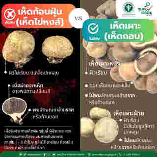 เห็ดก้อนฝุ่น