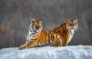 สวนเสือโคร่งไซบีเรีย (Siberian Tiger Park)