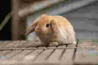 กระต่ายมินิลอป (Mini Lop)