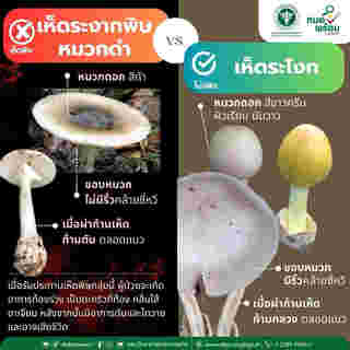 เห็ดระงาก เห็ดระโงก