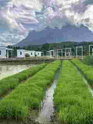 ที่พักวิวทุ่งนา 2568 The Rice Chiang Dao