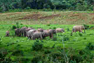 ช้างป่า อุทยานแห่งชาติกุยบุรี