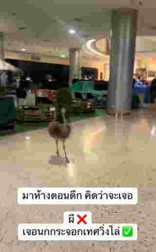 เดินห้าง