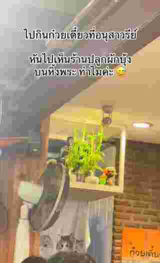 ปลูกผักบุ้ง