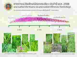 คาดการณ์การบานทุ่งดอกกระเจียว 2568
