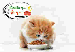 อาหารแมว Felix Sensations