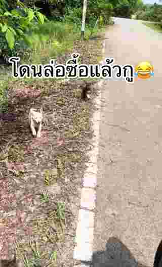 ลูกหมา