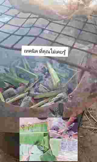 ย่างหมู
