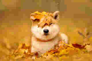 สายพันธุ์สุนัขญี่ปุ่น