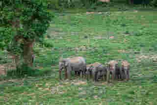 ส่องช้างป่า-กระทิง ณ อุทยานแห่งชาติกุยบุรี