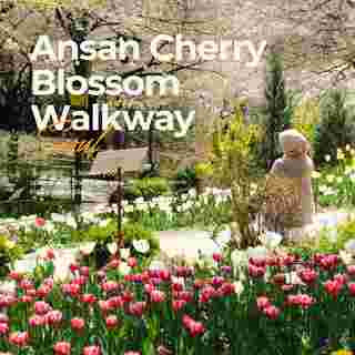 Ansan Cherry Blossom Walkway,
