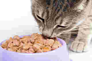 อาหารแมว Nekko