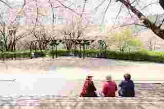 Ansan Cherry Blossom Walkway,