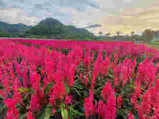 Hokkaido Flower Park Khaoyai
