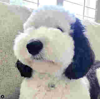 ไวรัล เบย์ลี่ย์ bayley.sheepadoodle น้องหมา สุดคิวต์ เหมือน สนูปี้ Snoopy 