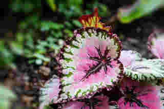 Rex Begonia