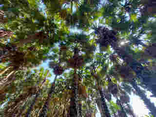 ที่เที่ยวเพชรบุรี สวนตาลลุงถนอม