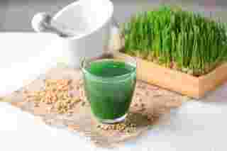 wheat grass คือ