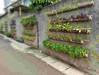 ไอเดียรั้วต้นไม้ Green Trees Hung on the Wall